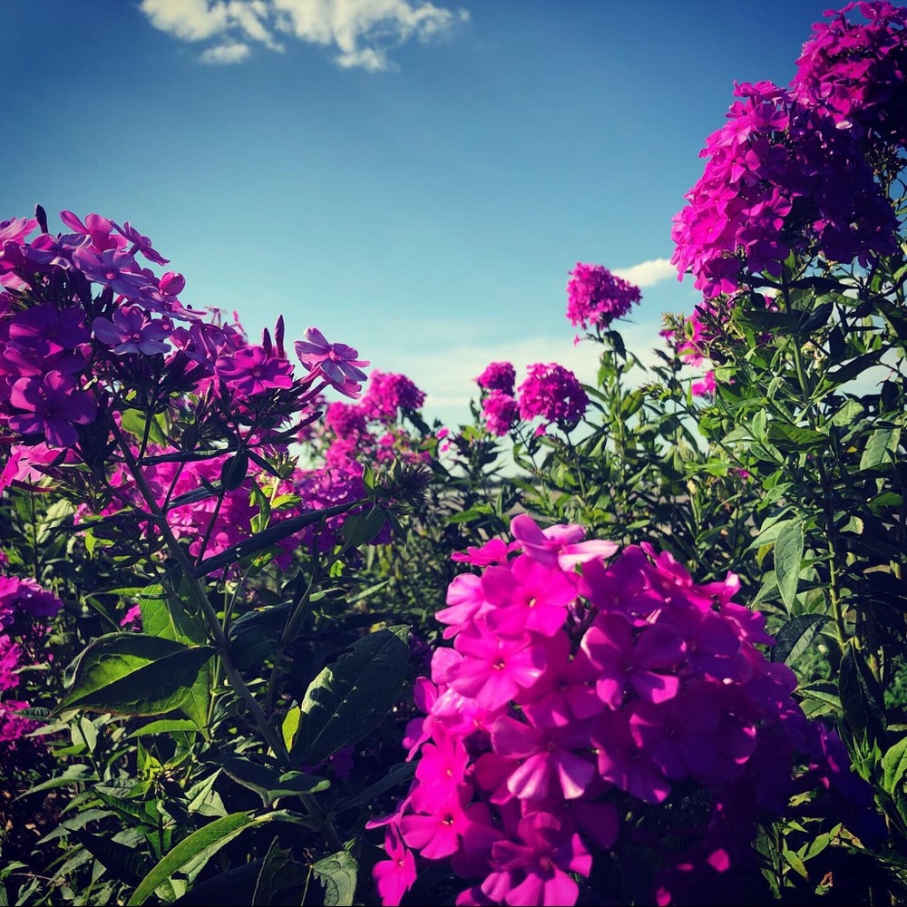 Meet your Posher, Hazel